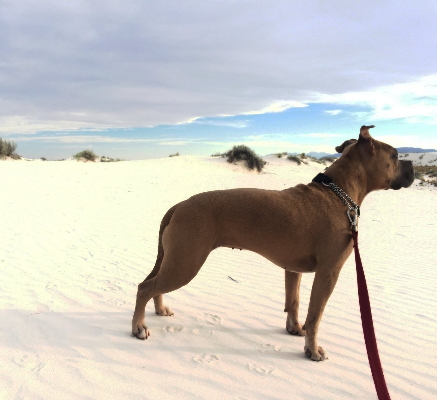 Why to Visit White Sands National Monument | Buddha Pants®